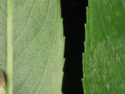 Salix matsudana × S. alba. Hairs on mature leaf and leaf margins.
 Image: D. Glenny © Landcare Research 2020 CC BY 4.0